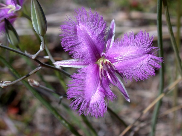 Wild Flower